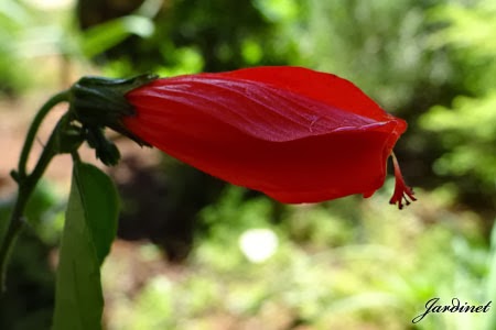 Hibisco-colibri beija-flor
