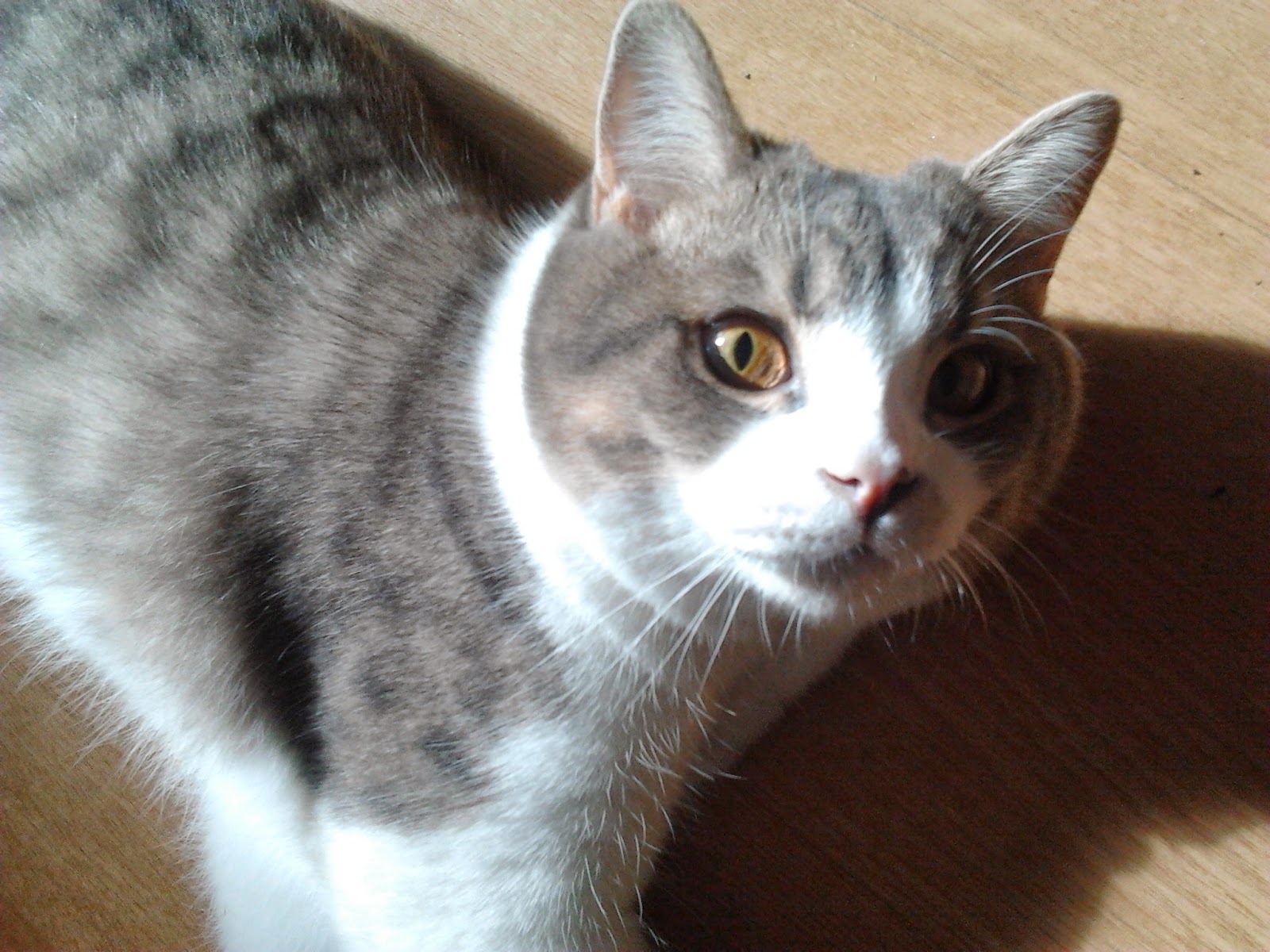 Кот Да Винчи