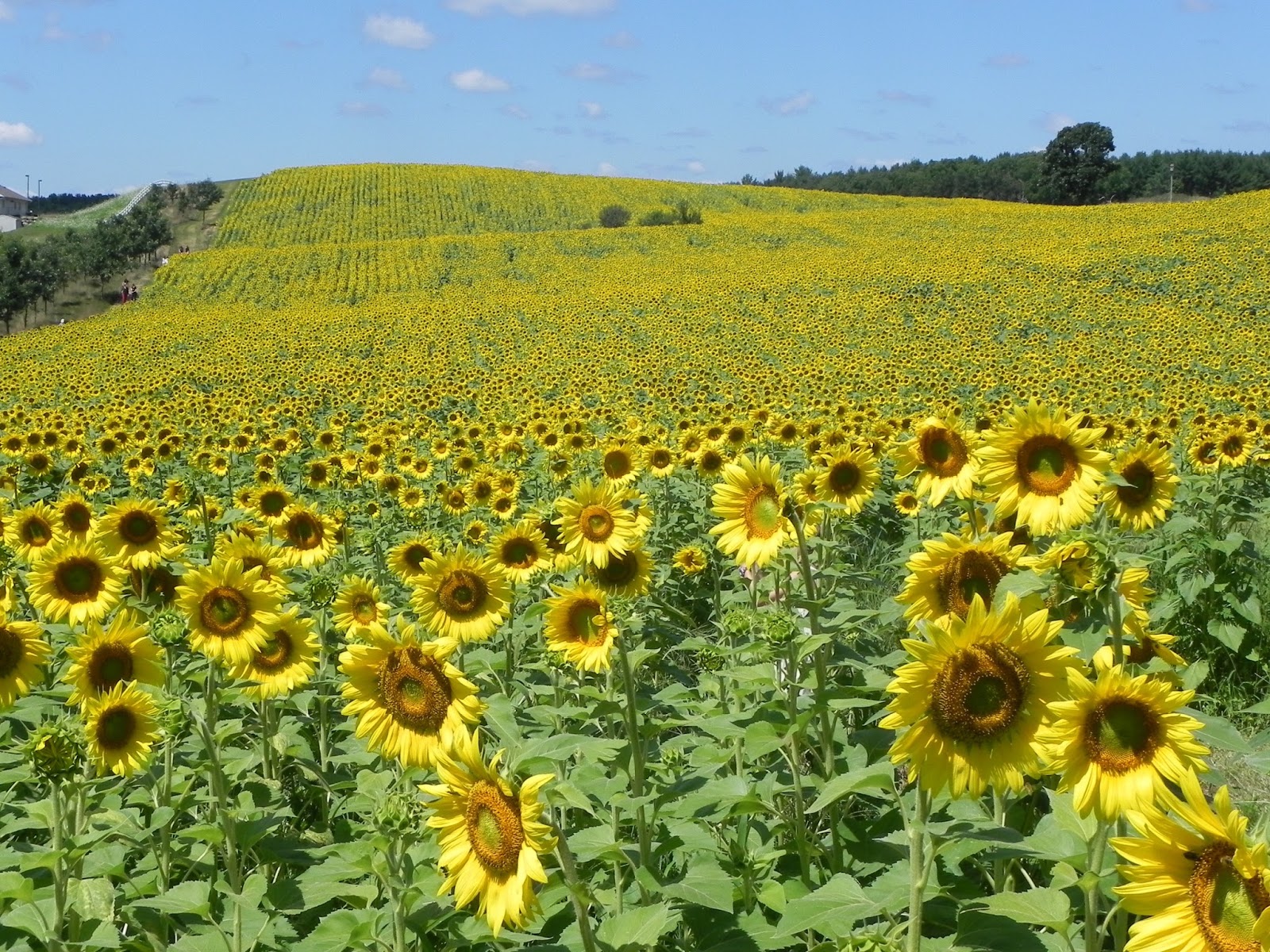Phototropism Sunflowers