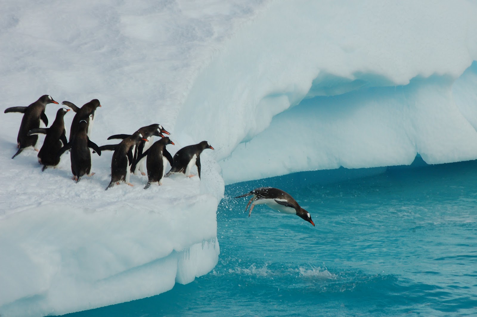 Rive Il mondo delle isole Tre (inattese) curiosità sui pinguini