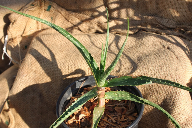 Aloe mawii Aloe mawii
