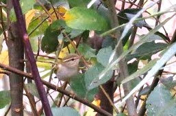 YELLOW BROWED WARBLER-HOUGHTON GREEN POND-14TH OCTOBER 2016