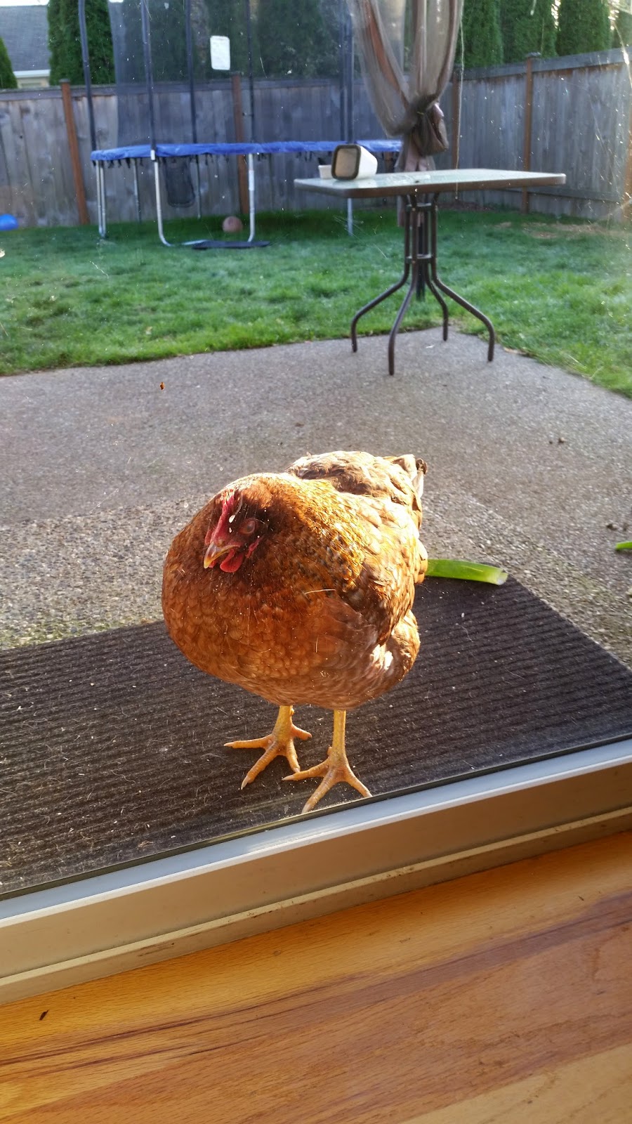 Our Homeschool Blog What Our Chickens Look Like