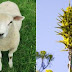 Βρετανία : Άνθισε φυτό που τρώει πρόβατα