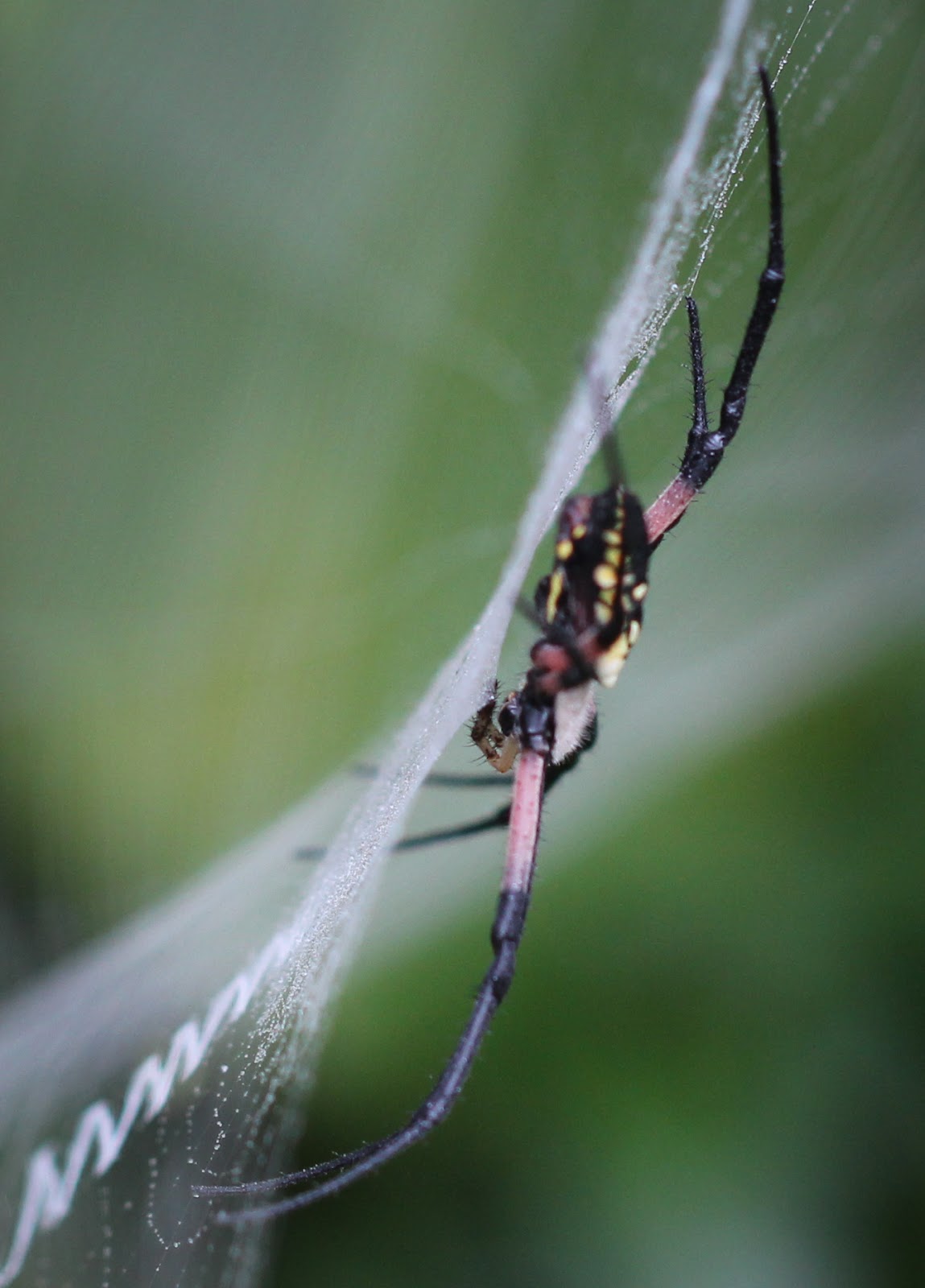 A Suburban Wilderness: My Favorite Spider