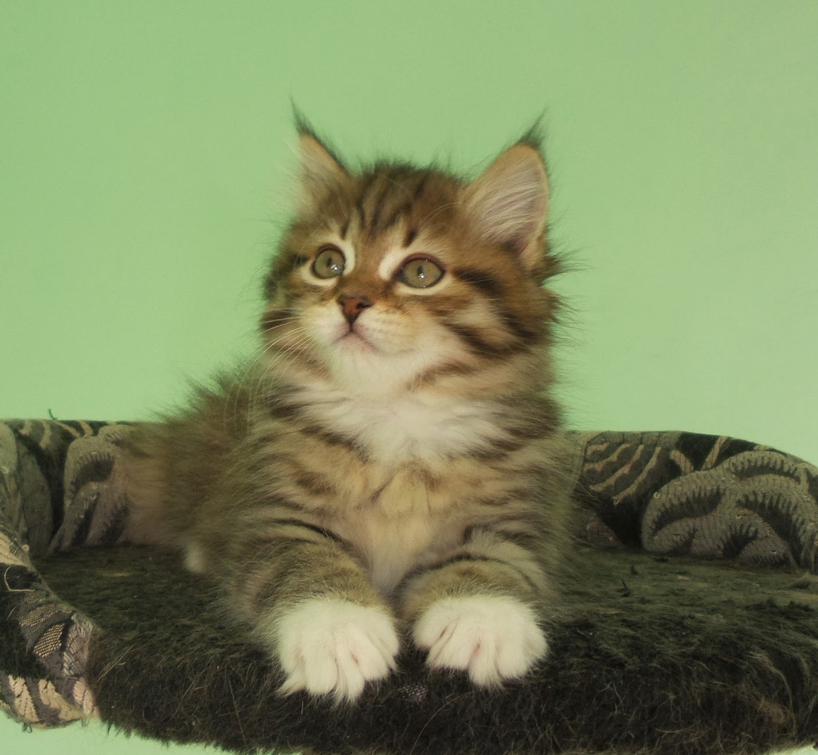 Сибирские котята питомник. Сибирский котенок 8 месяцев. Сибирская кошка котята. Чистокровные Сибирские котята.