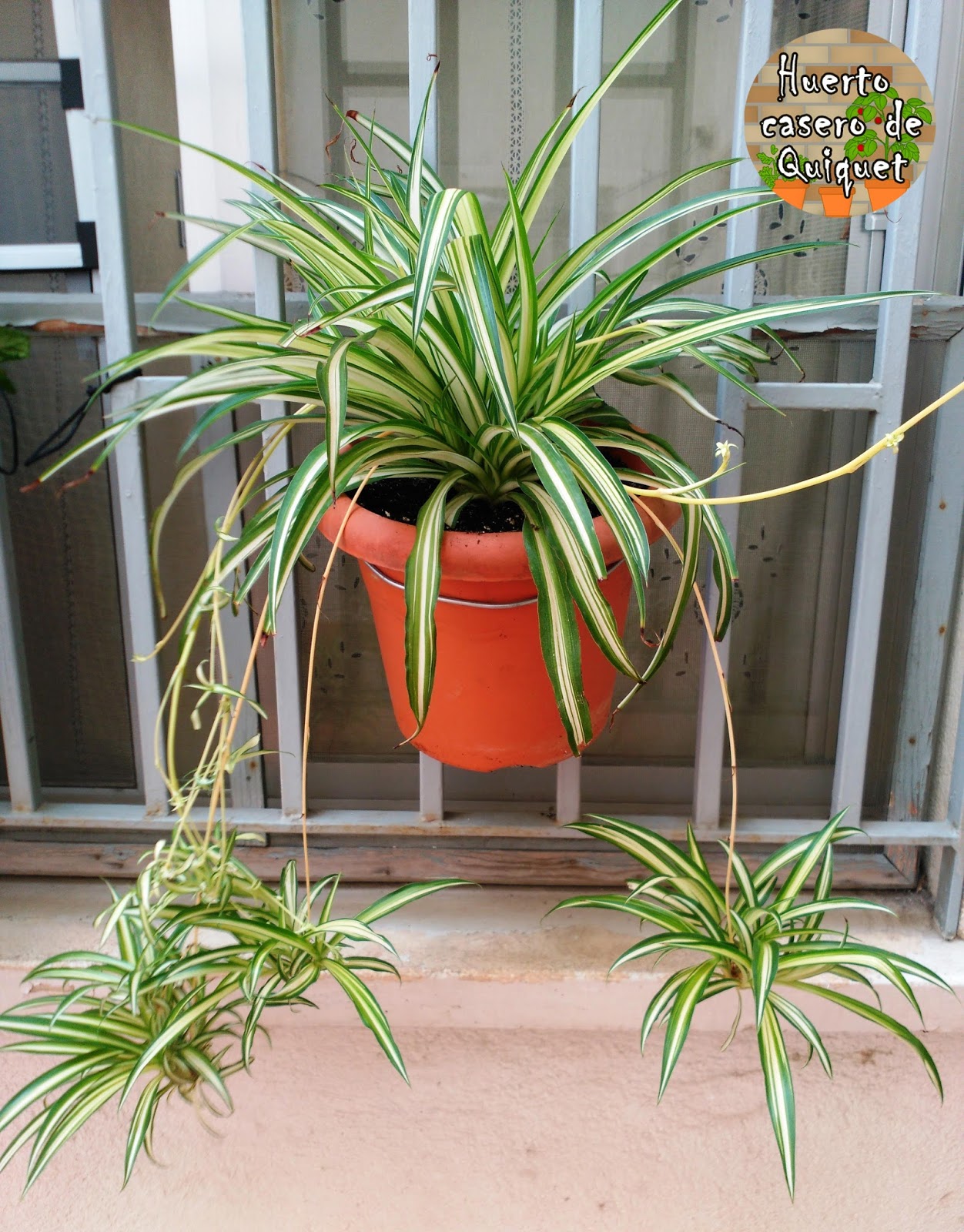 Huerto Casero de Quiquet Planta cintas,