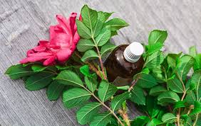 Essential Oil For Earache Essential Oil For Earache