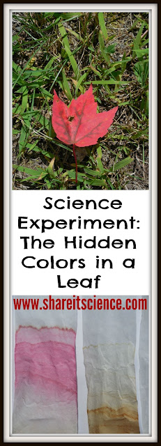 Leaf Pigment Science Experiment