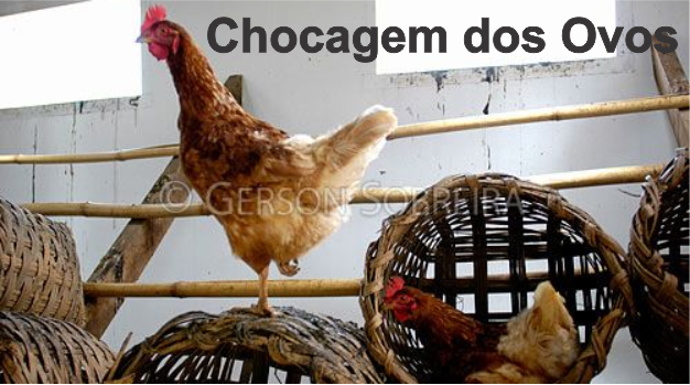 galinha hoje chocagem dos ovos