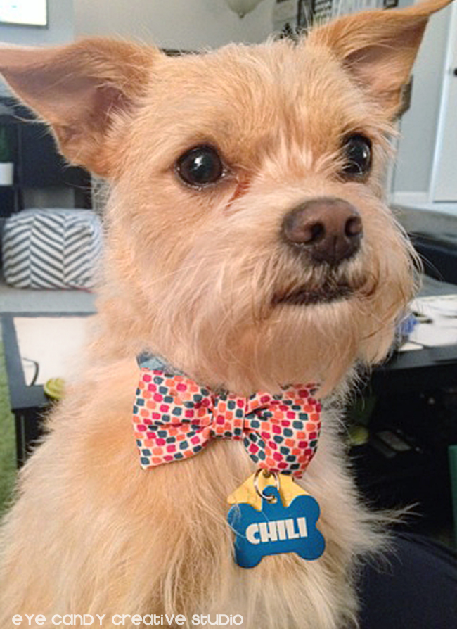 dog bow tie, Chili the pup, cute dog, small breed dog, Iams, Target