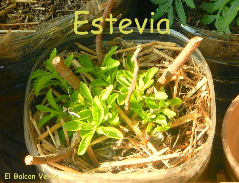 estevia