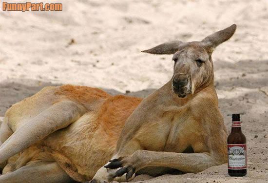 FUNNY+AUSTRALIAN+KANGAROO_FUNNY+AUSTRALIA.JPG