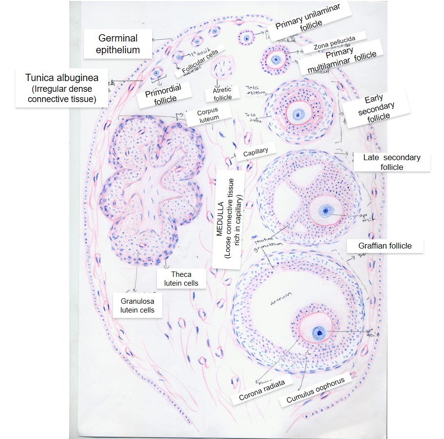 [DIAGRAM] Fish Ovaries Diagram - MYDIAGRAM.ONLINE