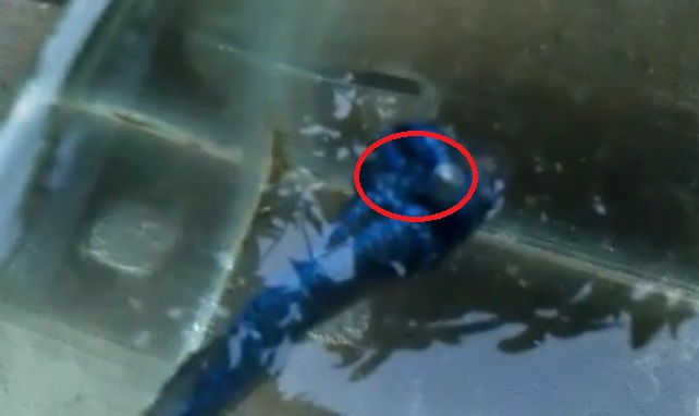 Treatment after Betta Tumors Treatment after Betta Tumors