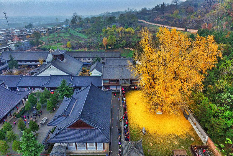 Un antiguo arbol Ginkgo chino dejar caer un océano de hojas doradas