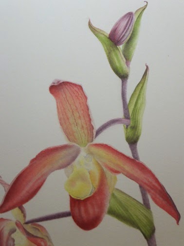 Phragmipedium Bel Royal starting to define the markings of the petals and leaves by Polly o'Leary©2014 All Rights Reserved Phragmipedium Bel Royal starting to define the markings of the petals and leaves by Polly o'Leary©2014 All Rights Reserved