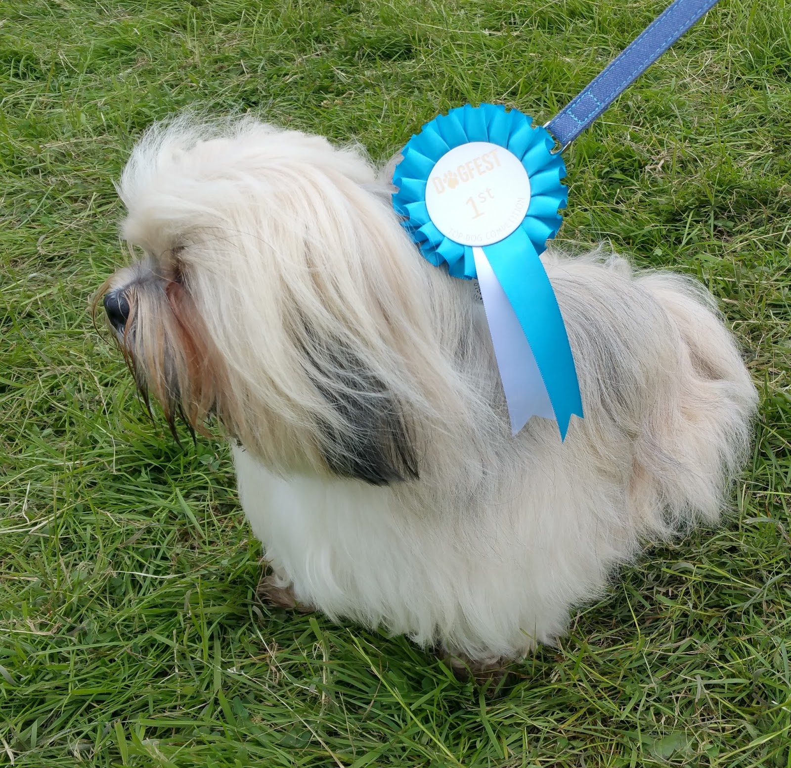 Grooming a Lhasa Apso Paws across Britain