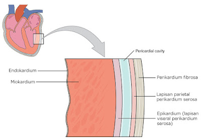 Lapisan dinding jantung