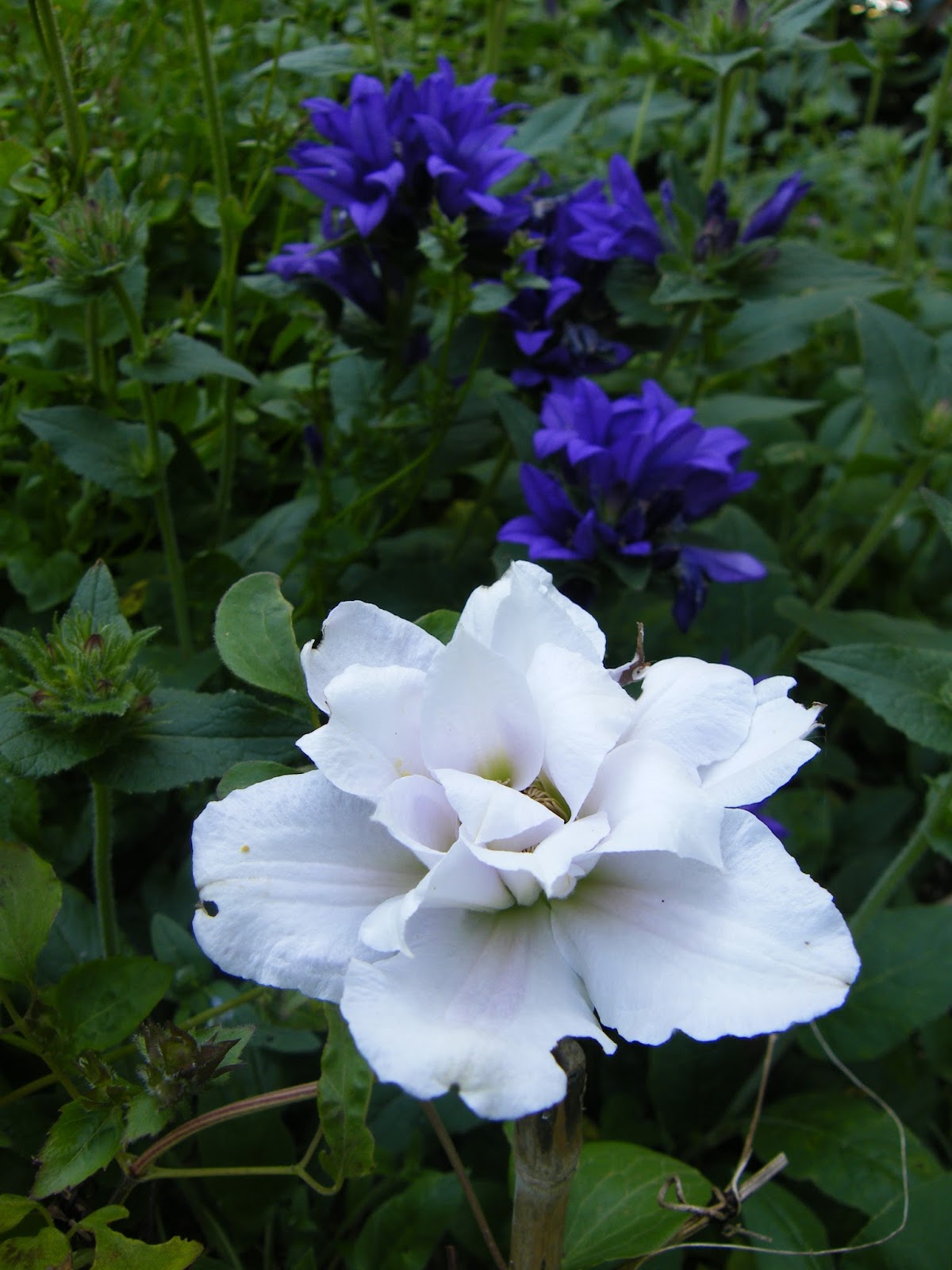 Le Jardin Des Poussins Mes Achats Courson 2014