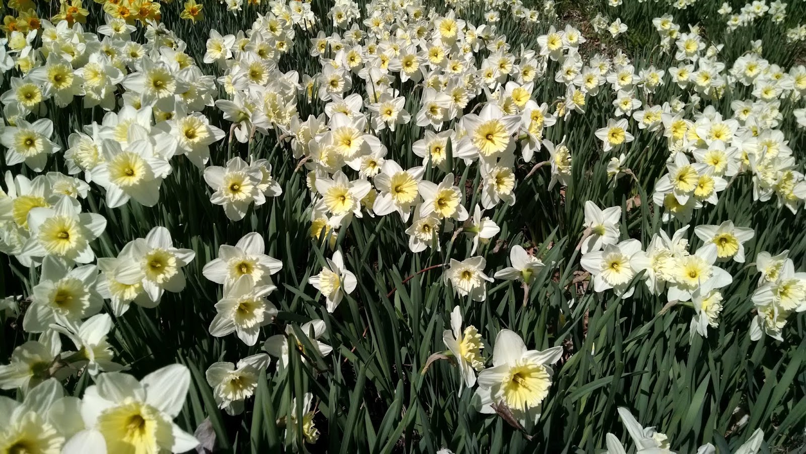 Дендрариум Ривес-Рид, Саммит, Нью-Джерси(Reeves-Reed Arboretum)