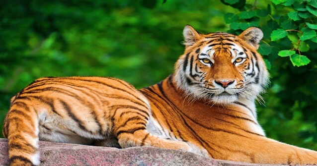 8 animais que foram extintos por culpa do homem teclandoo
