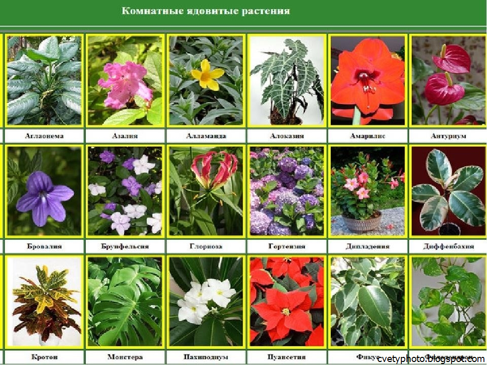 Название всех цветов растений