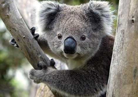 Koala  Alfilail s Blog