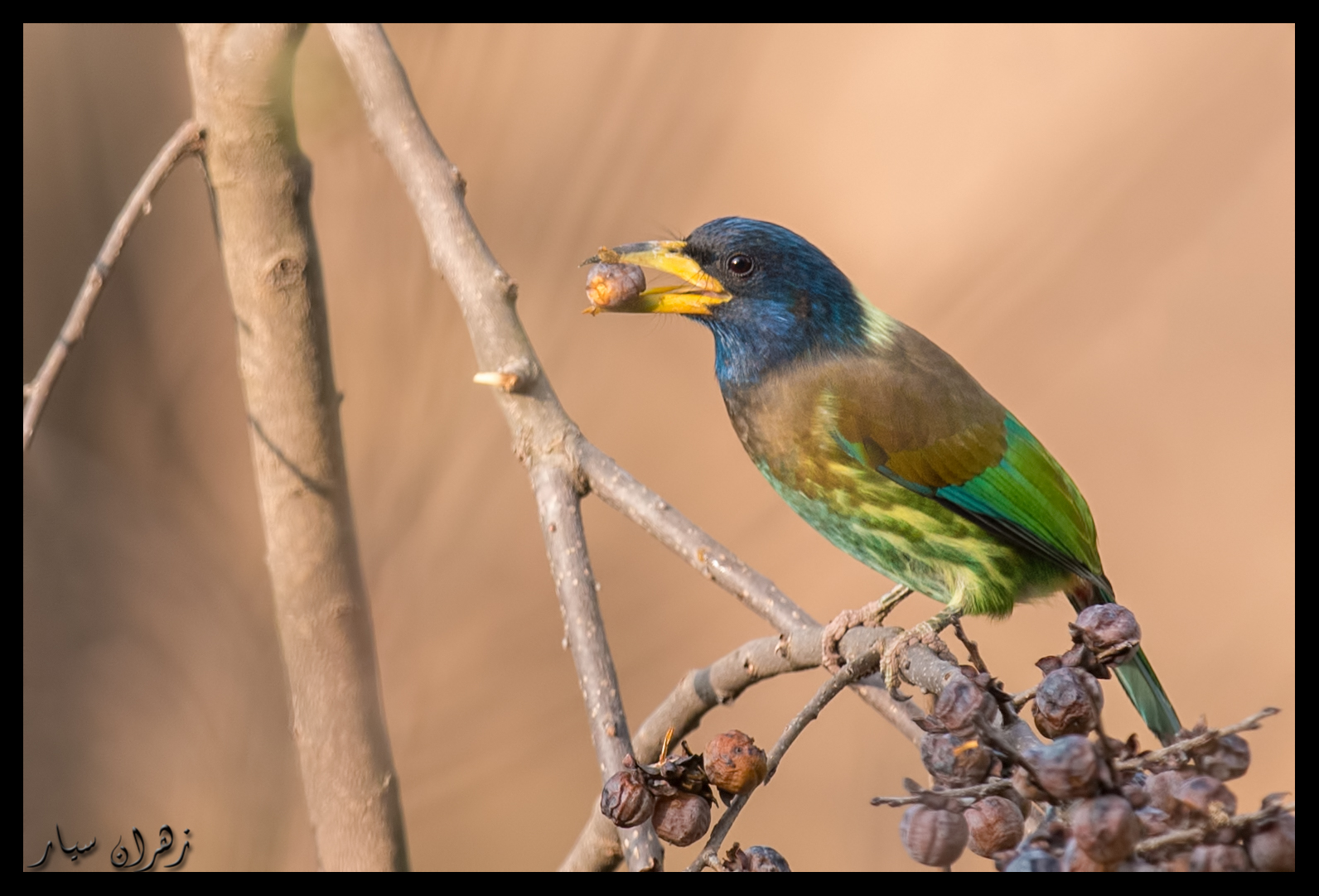 Rare & Beautiful Birds Photographed near Islamabad