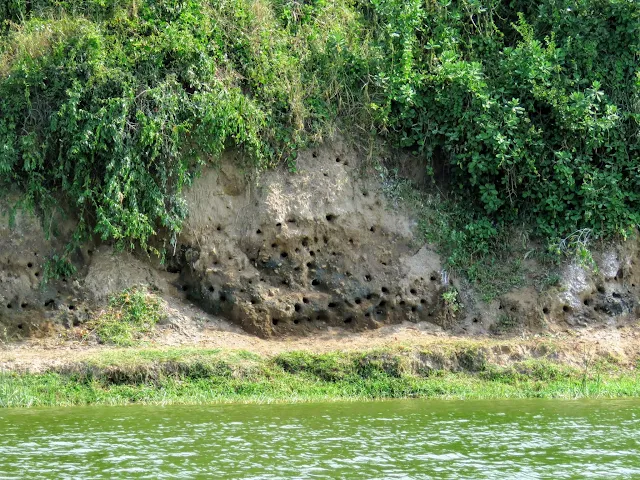 Holes along the water's edge on the Kazinga Channel in Uganda. These are home to birds.