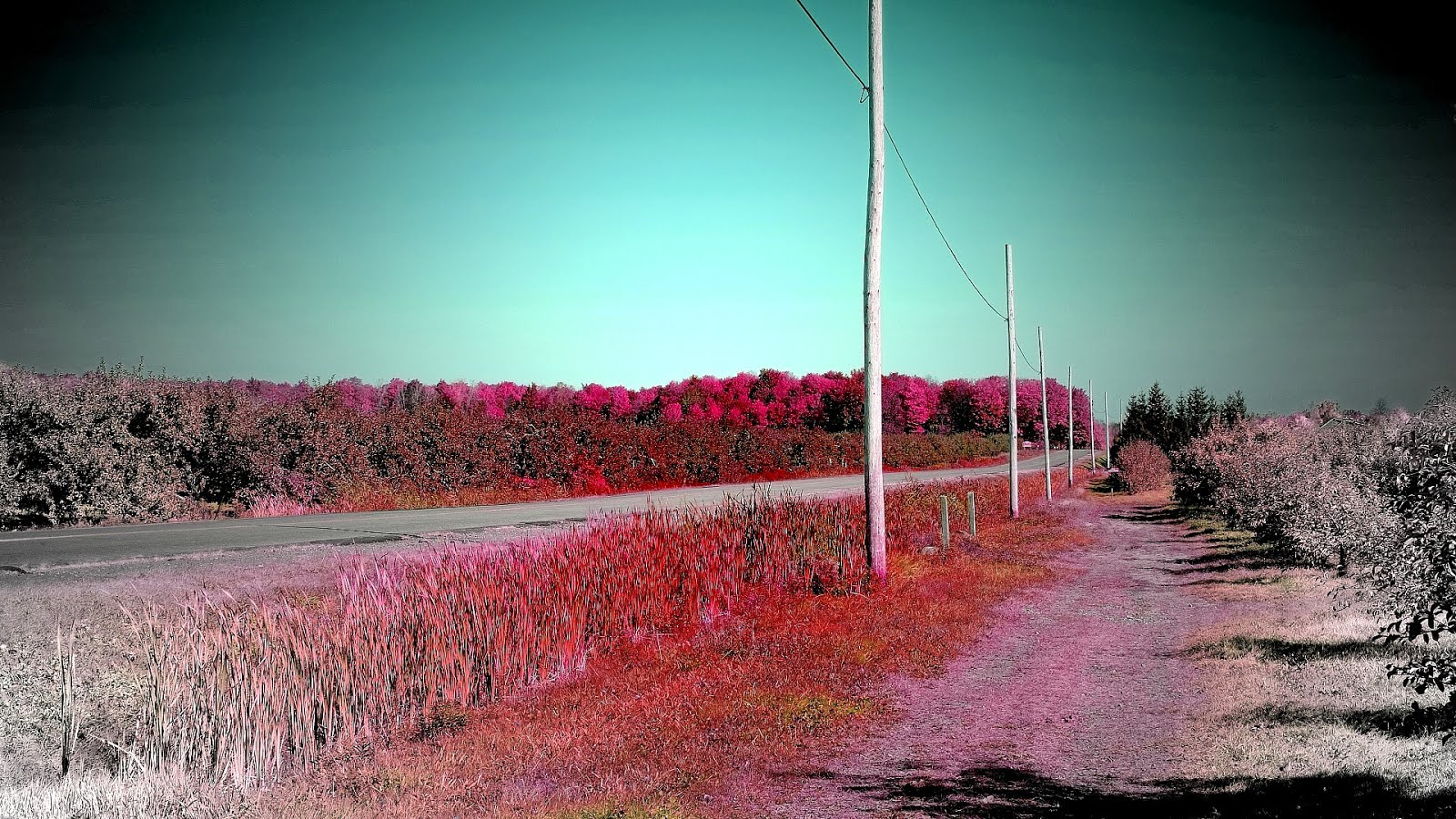 Infrared Photo Effect Photo Choices