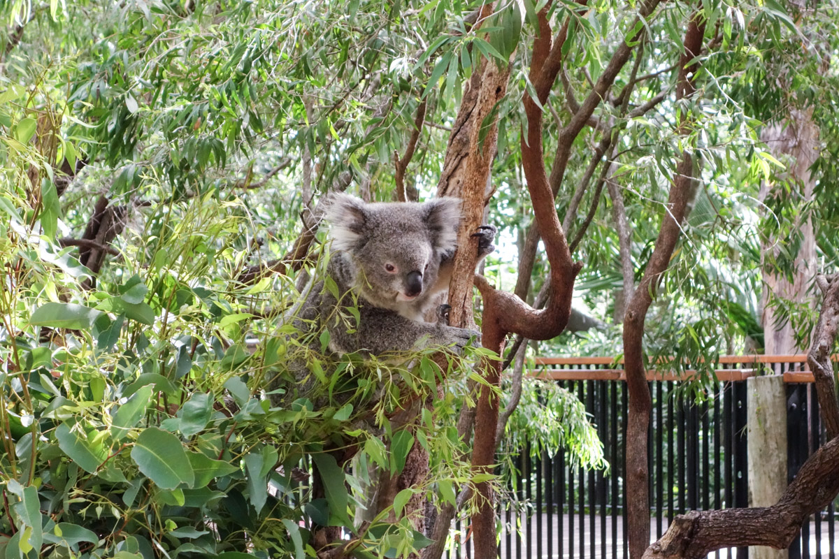 the indolent cook a day at perth zoo