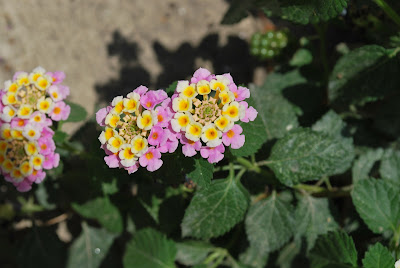 Lantana camara - Blüte Lantana camara - Blüte