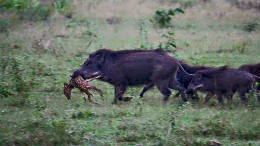 Bergheim Follies: Feral Democrats