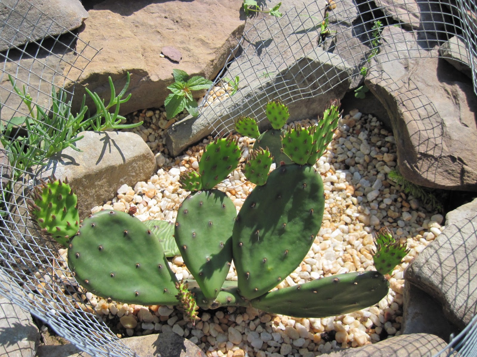 Central Virginia Organic Gardener A Native Virginia Cactus? Yep...