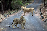 sanjay gandhi national park wildlife safari lions mumbai maharashtra india