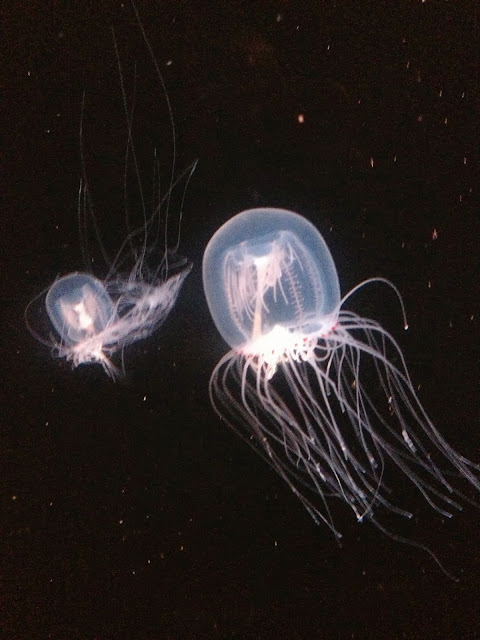 Jellyfish at Monterey Bay Aquarium on Semi-Charmed Kind of Life