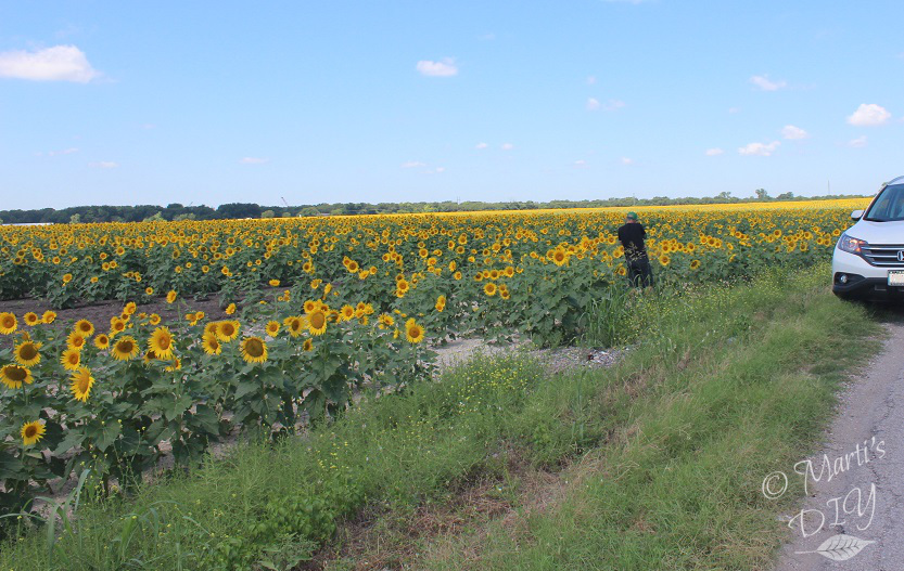 The Next Fifty Years Wordless Wednesday Sunflower Field Near Waxahachie