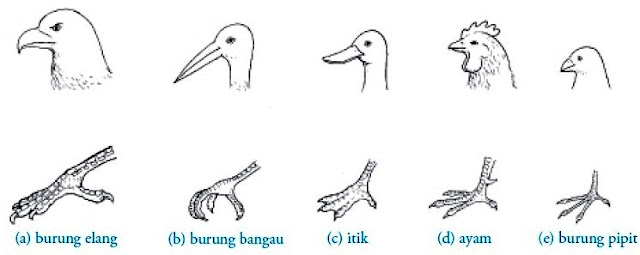bentuk paruh dan kaki pada burung