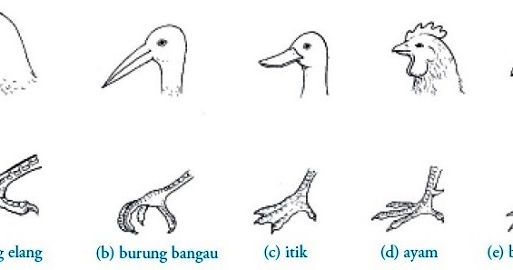 Kelas Aves (Burung) : Pengertian, Ciri-ciri, Reproduksi 