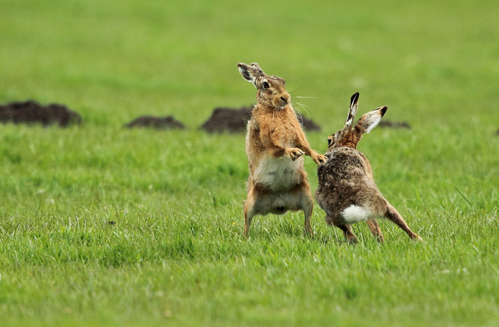 драка кроликов. заяц в прыжке. дикий заяц. как дерутся зайцы. как дерутся зайцы.