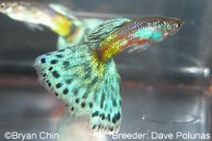 Bronze Guppy Bronze Guppy