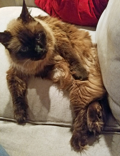 image of Matilda the Fuzzy Sealpoint Cat sitting on the couch, half lying on her side, with one of her front paws stretched down her side