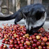 Ciri Kopi Luwak Asli Ciri Kopi Luwak Asli