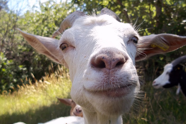 wwoofing wwoof