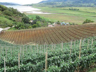 URBANIZACIÓN: LA CIUDAD : DIFERENCIA ENTRE LO RURAL Y LO URBANO