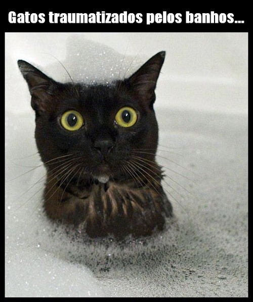 Gatos traumatizados pelos banhos 8 on Fire!