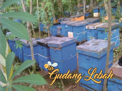 madu online beli madu, jual madu, tempat jual madu, toko madu, madu bukalapak, madu tokopedia, tokopedia, bukalapak, juragan madu semrang, juragan madu online, madu semarang, madu denpasar, madu jakarta, madu yogya, madi solo, madu bandung, madu bekasi, madu tangerang, madu balikpapan, madu pontianak, madu makassar, madu banten, madu kalimantan, madu sumatera