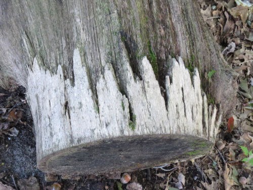 crown of bark