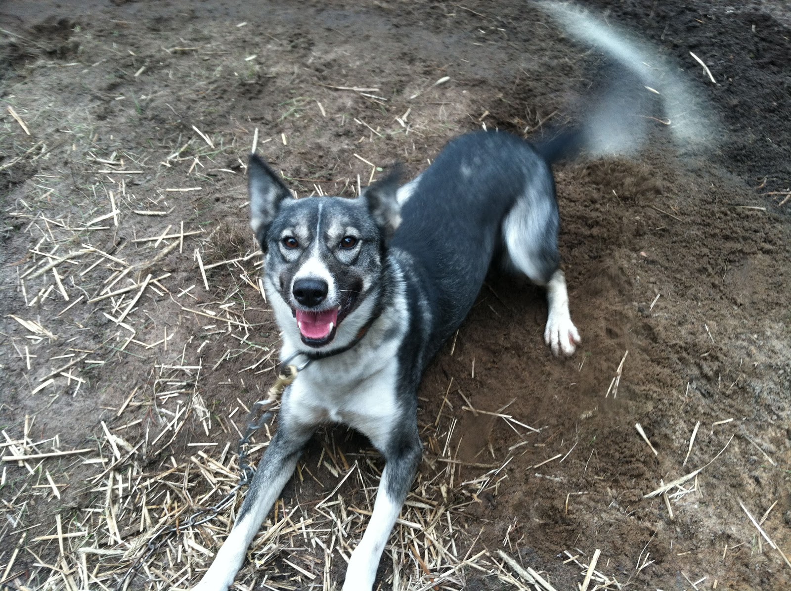 Run Dog Kennel For Sale Run Dog Kennel For Sale
